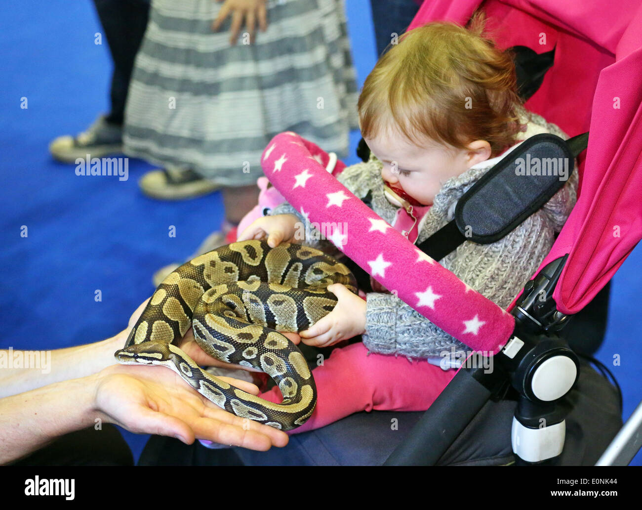 Royal python snake hi-res stock photography and images - Alamy