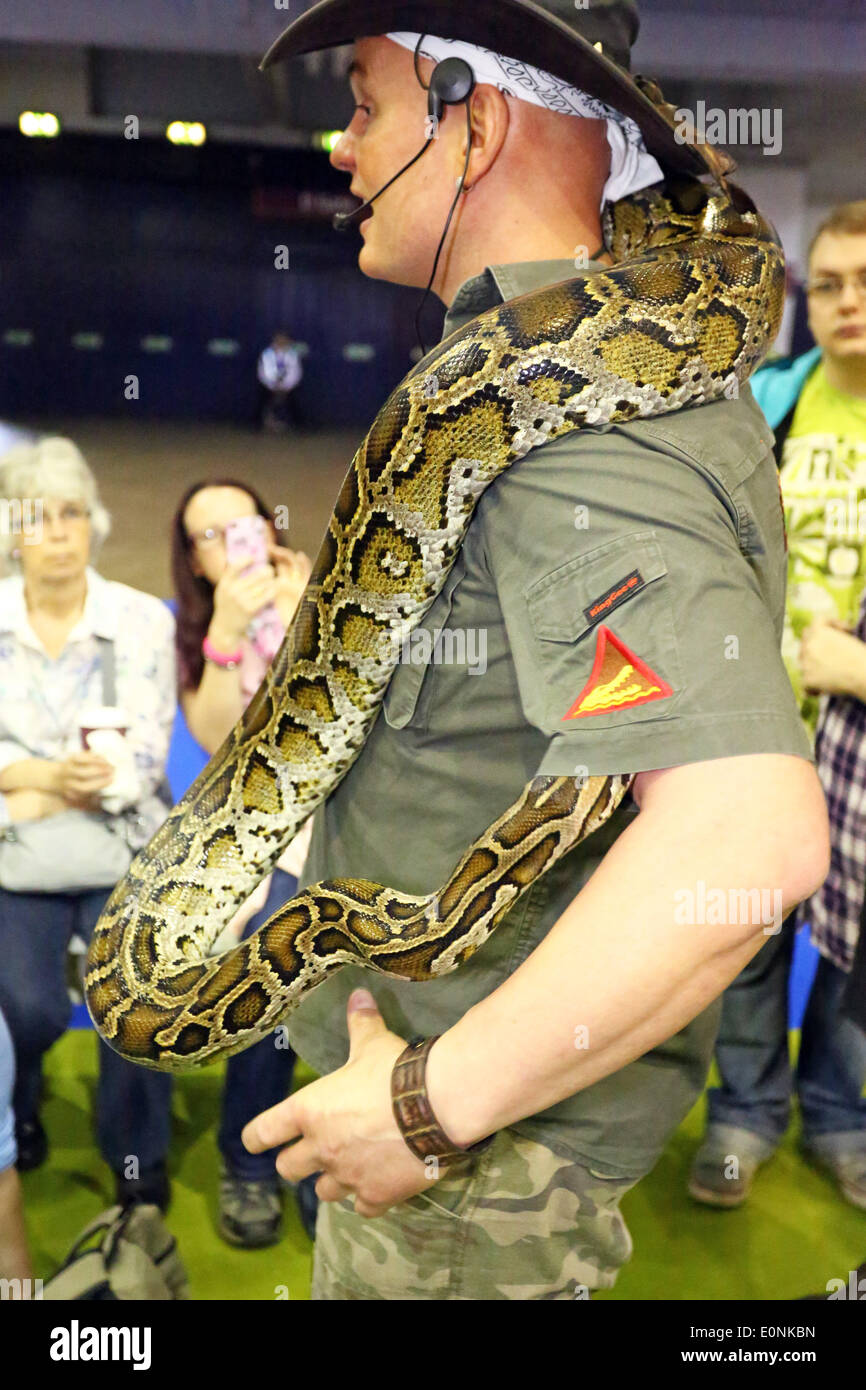 London, UK. 17th May 2014. A Burmese Python decides to hide inside the ...