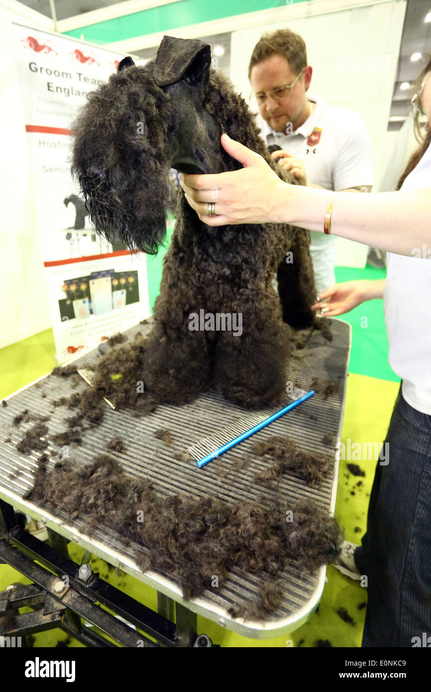 London, UK. 17th May 2014. Dog grooming at the London Pet Show, Earls Court, London. Credit:  Paul Brown/Alamy Live News Stock Photo