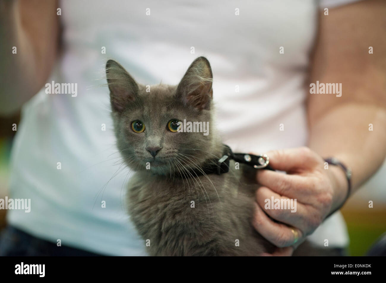 Nebelung Kitten High Resolution Stock Photography And Images Alamy Nebelung Kitten High Resolution Stock Photography And Images Alamy