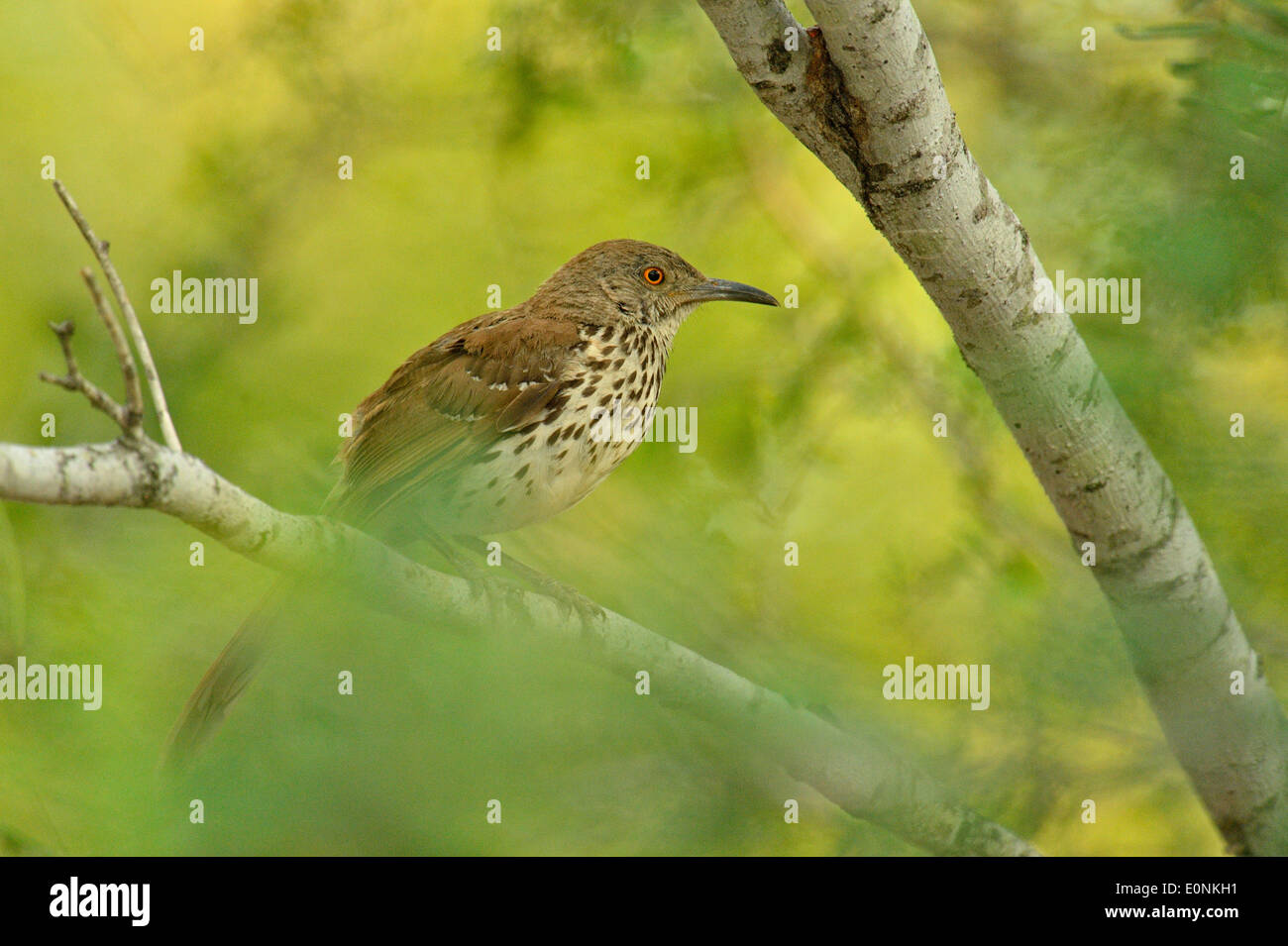 Curve-billed Thrasher (Toxostoma curvirostre), Rio Grande City, Texas ...