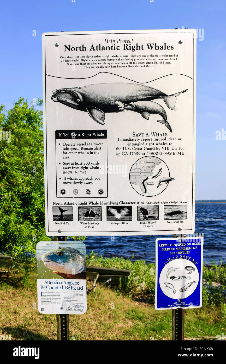 North Atlantic Right Whales information sign at St. Marys town, Georgia Stock Photo