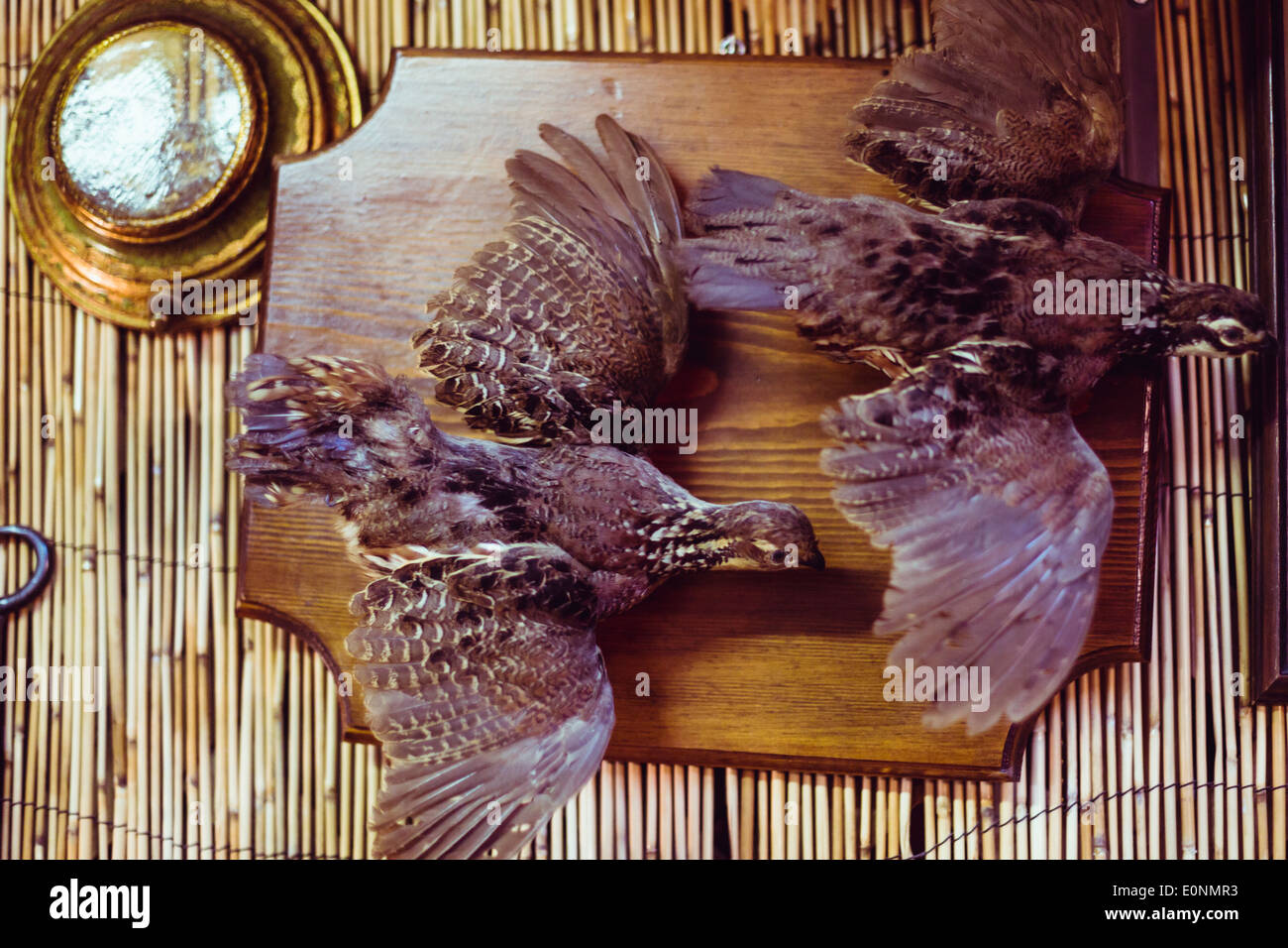Two dead stuffed birds hanging on a wall Stock Photo