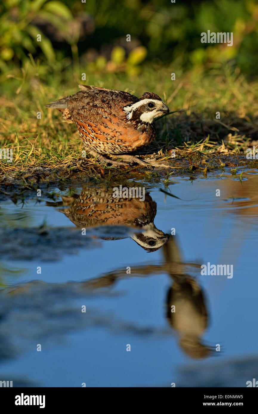 Bobwhite Quail (Colinus virginianus), Rio Grande City, Texas, USA Stock Photo