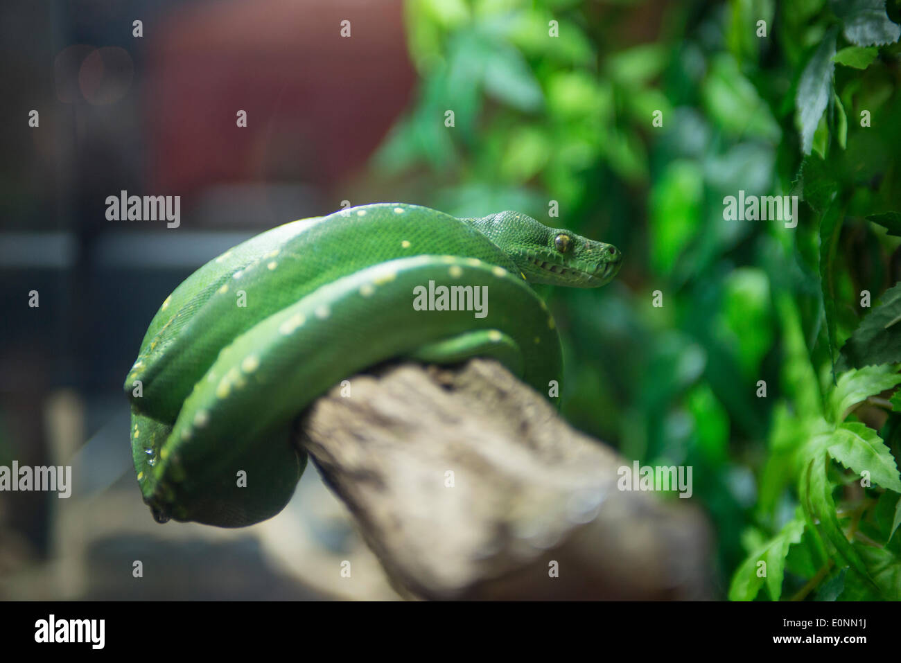 Reptile show uk hi-res stock photography and images - Alamy