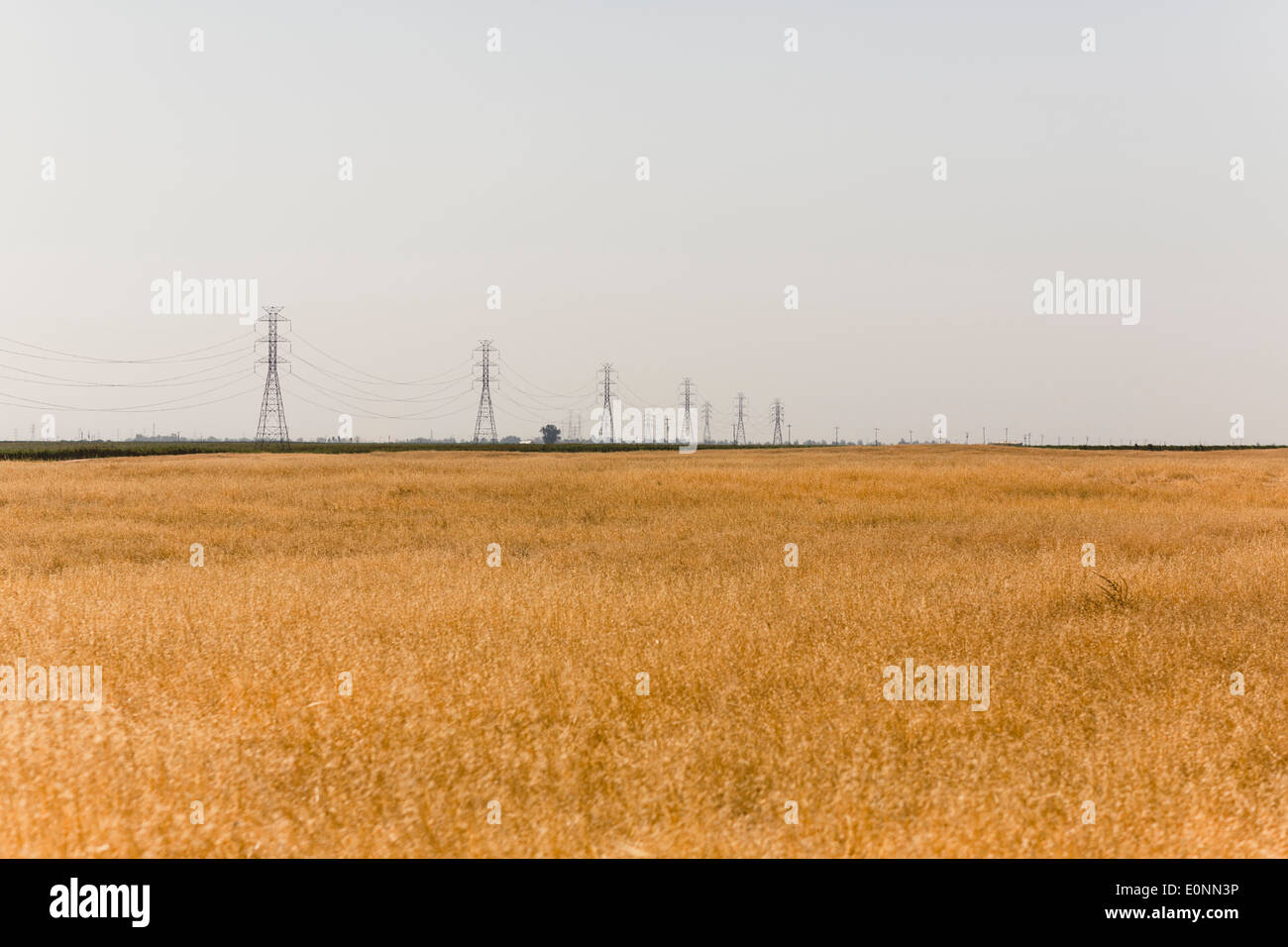 Golden field of grass hi-res stock photography and images - Alamy