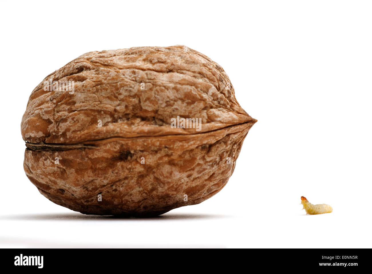 Worm and a walnut together. Stock Photo