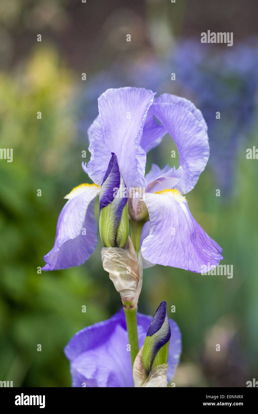 Violet Bearded Iris. Stock Photo
