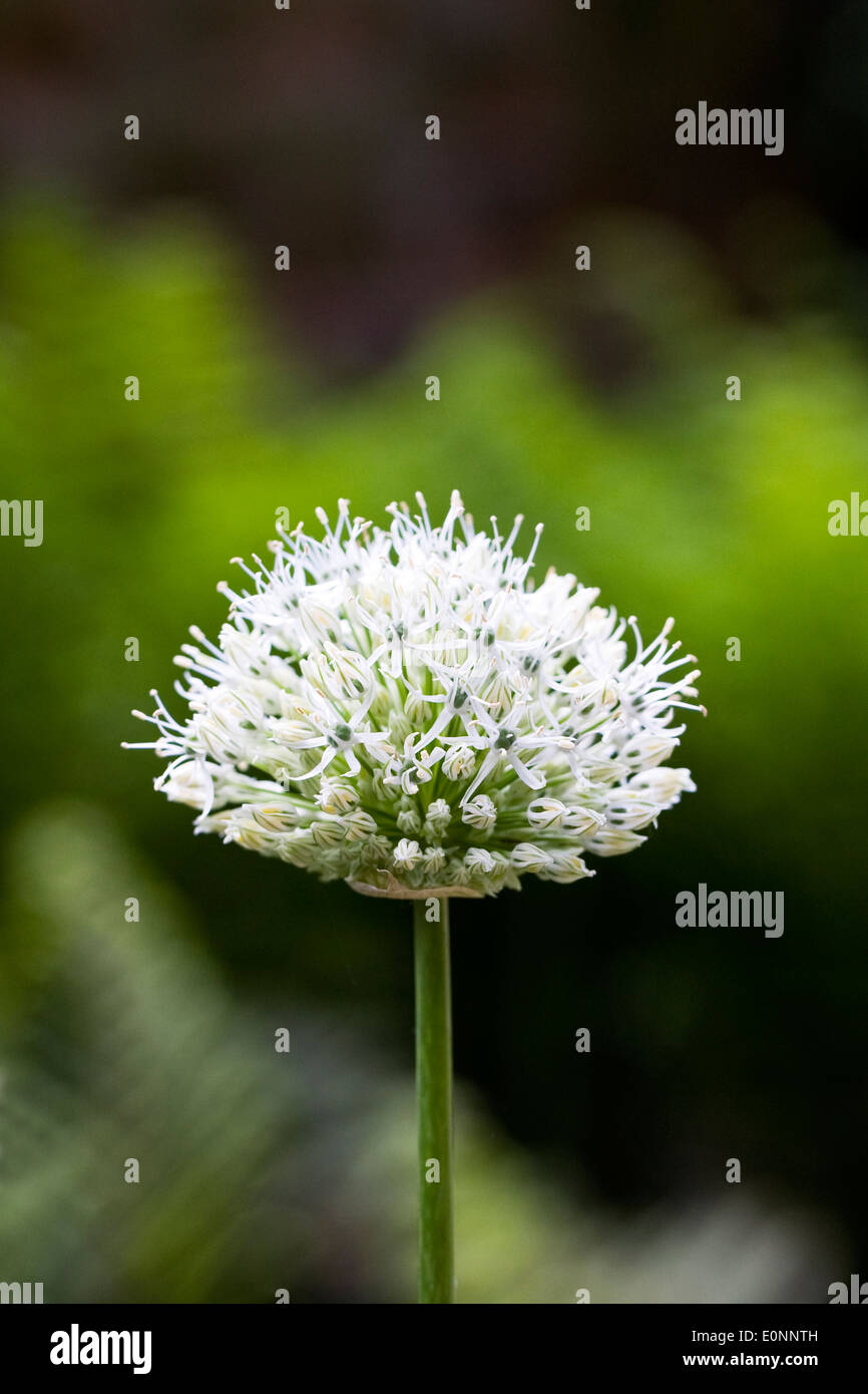 Allium nigrum. White allium flowerhead. Stock Photo