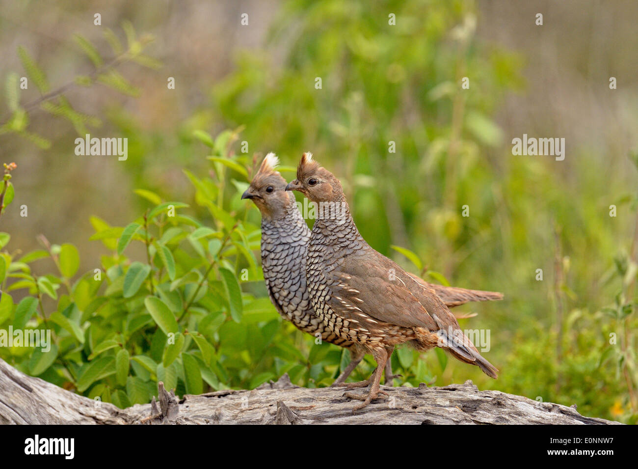 Scaled Quail (Callipepla squamata), Rio Grande City, Texas, USA Stock Photo