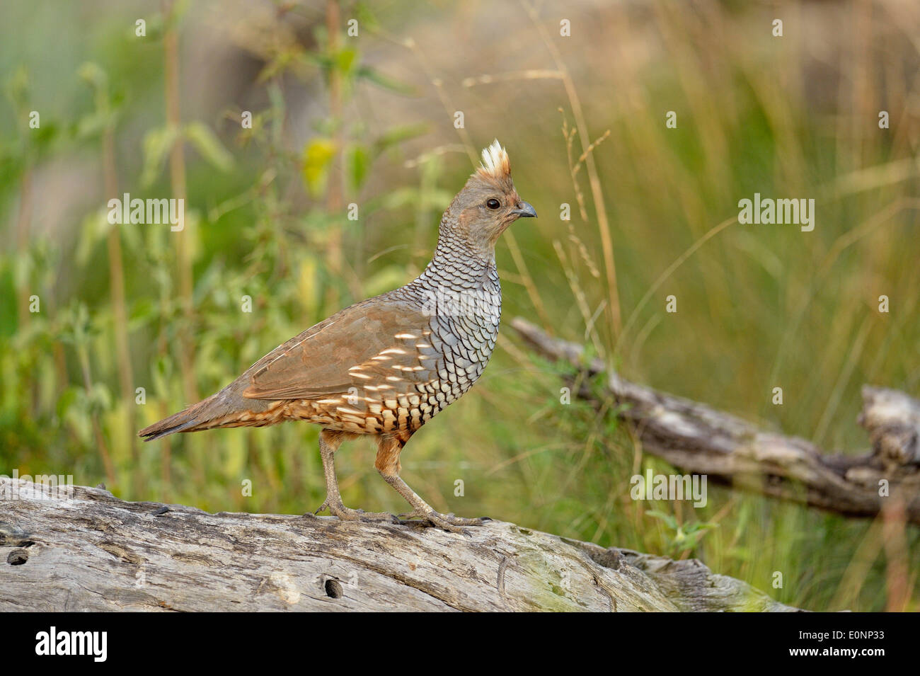 Scaled Quail (Callipepla squamata), Rio Grande City, Texas, USA Stock Photo