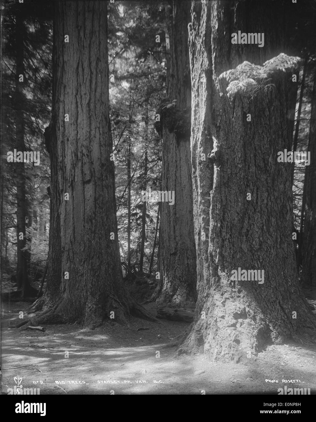 Big Trees, Stanley Park, Vancouver, B.C Stock Photo Alamy