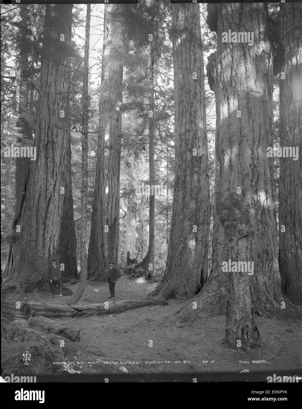Trees in vancouver british columbia Black and White Stock Photos ...