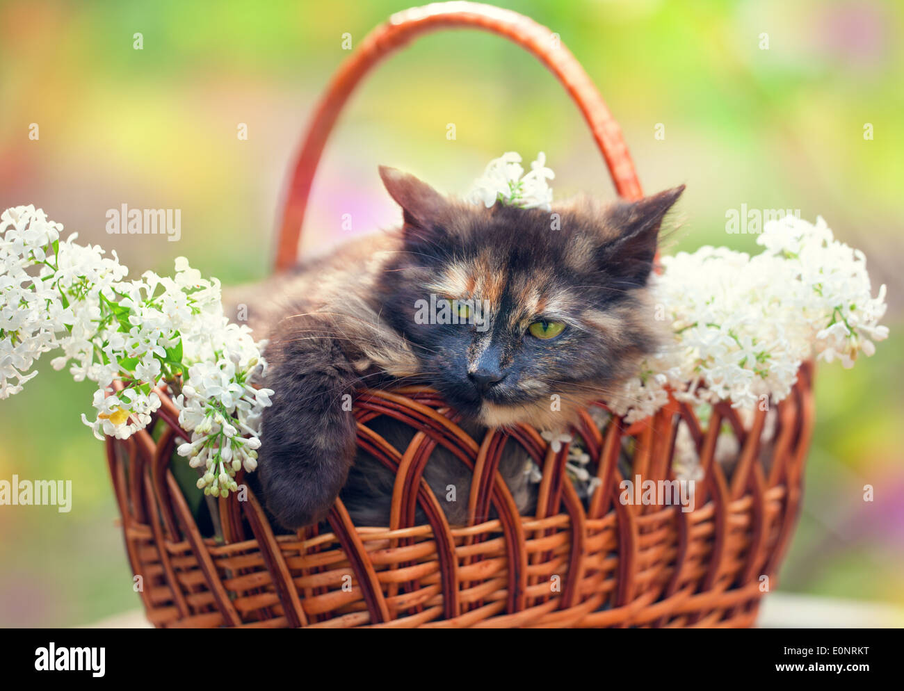 Cute cat having a rest in a basket with white lilac flowers Stock Photo ...