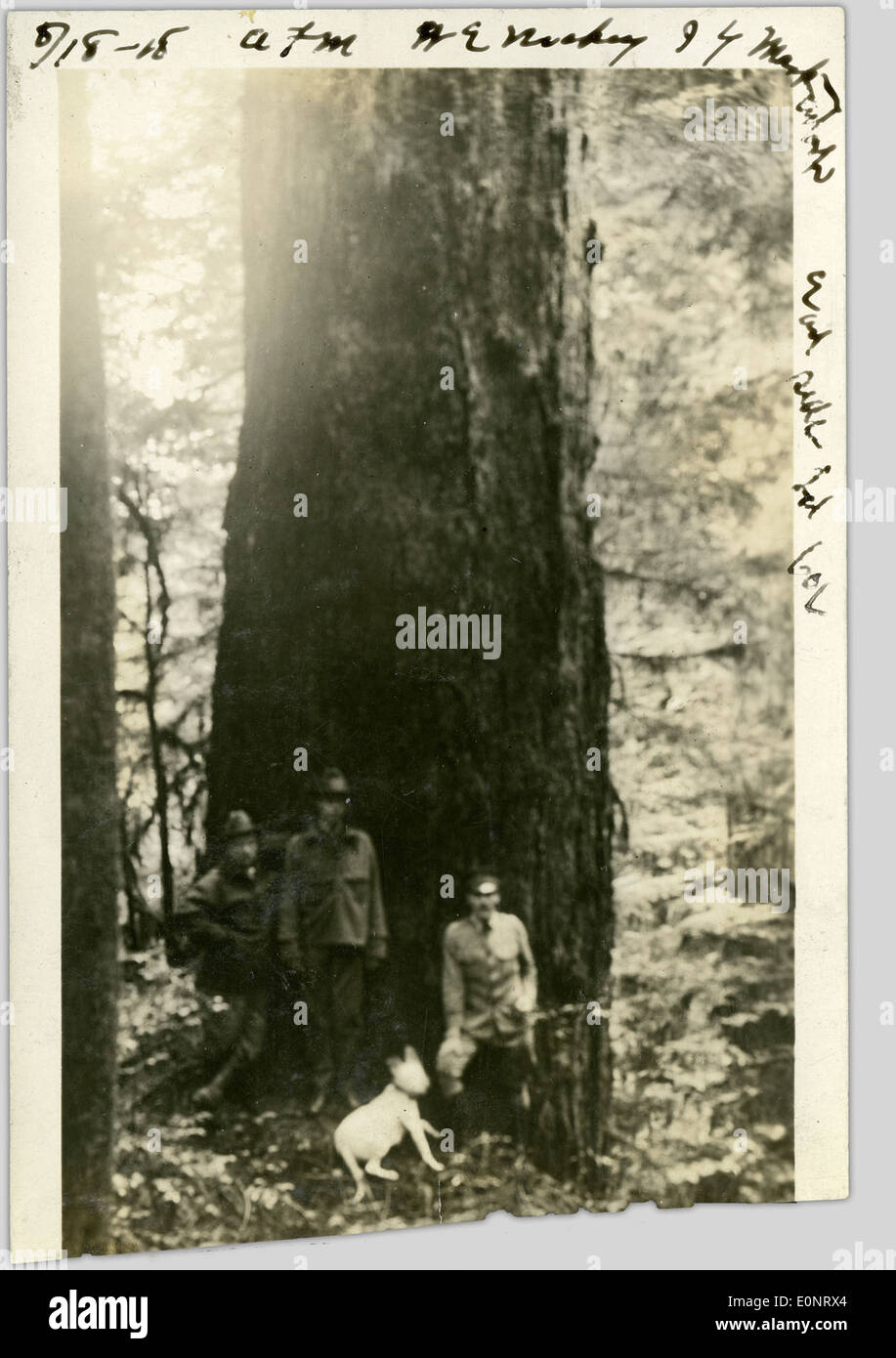 View of three men and dog standing next to tree Stock Photo - Alamy