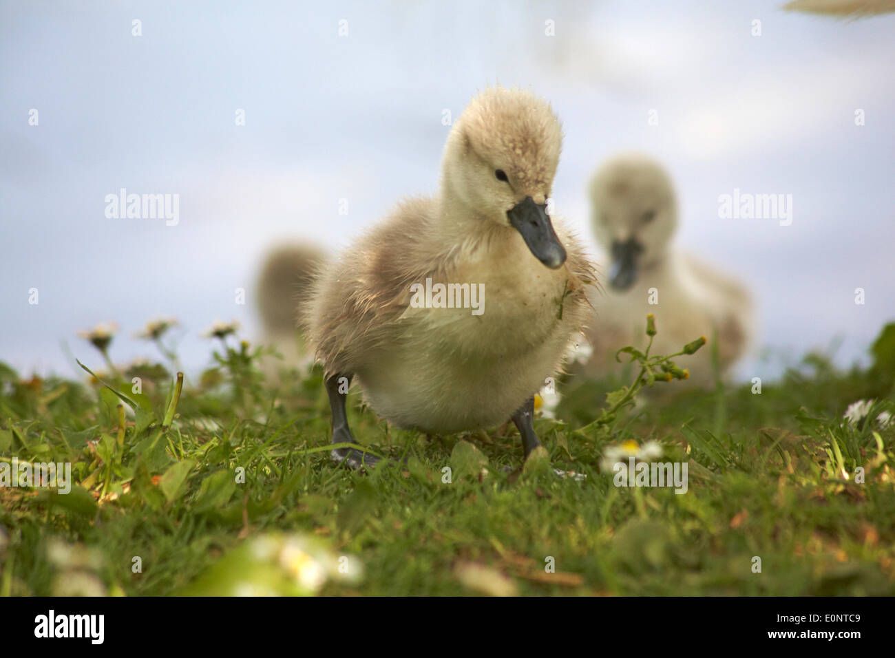 Abbotsbury Swannery, Dorset UK 17 May 2014. Cute fluffy cygnet cygnets, baby swans swan, walking on grass.  Mute swans - Cygnus olor. Credit:  Carolyn Jenkins/Alamy Live News Stock Photo