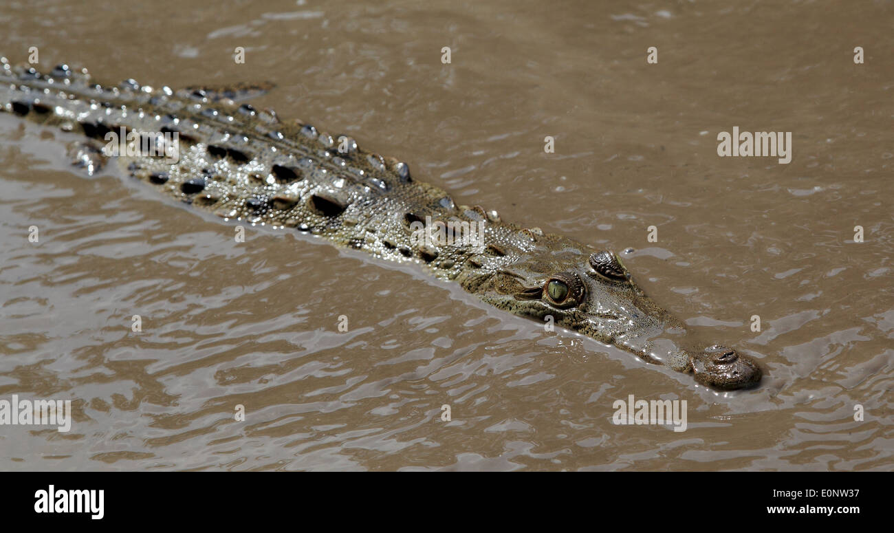 An American Crocodile (Crocodylus acutus) swimming in the Tempisque River, Palo Verde National Park, Costa Rica. Stock Photo