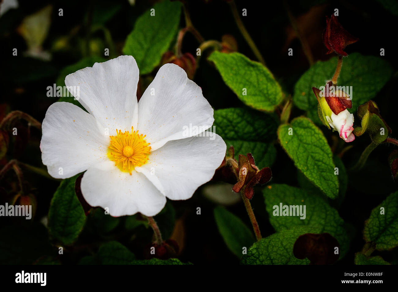 Flower and bud with leaves of a Cistus x corbariensis Stock Photo
