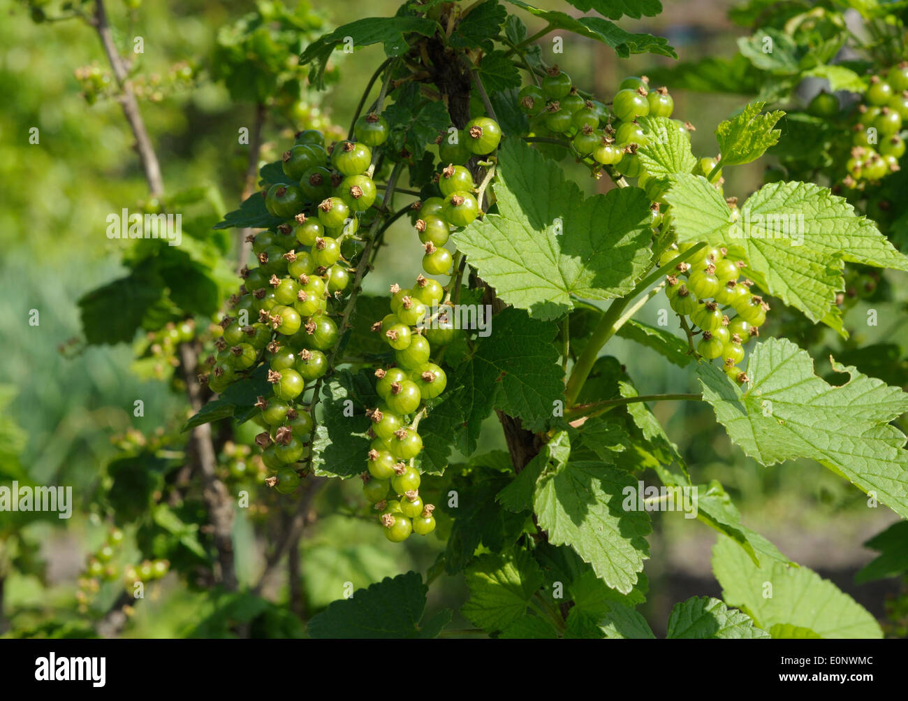 bush of red currant with unripe berries Stock Photo