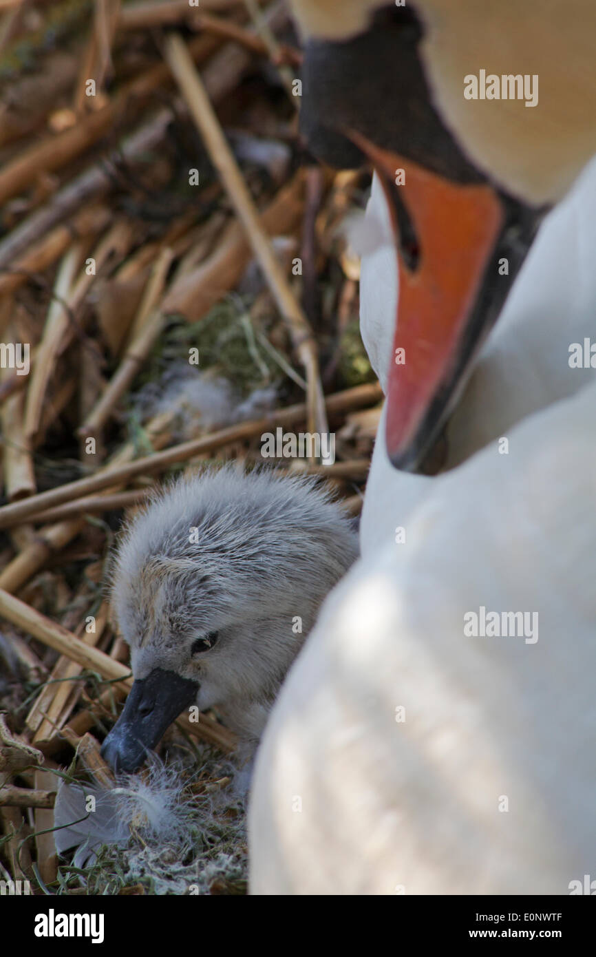 Abbotsbury Swannery, Dorset UK 17 May 2014. Baby swans swan hatch and fluffy cygnets cygnet appear. Abbotsbury Swannery is the world's only colony of nesting mute swans, Cygnus olor. Credit:  Carolyn Jenkins/Alamy Live News Stock Photo