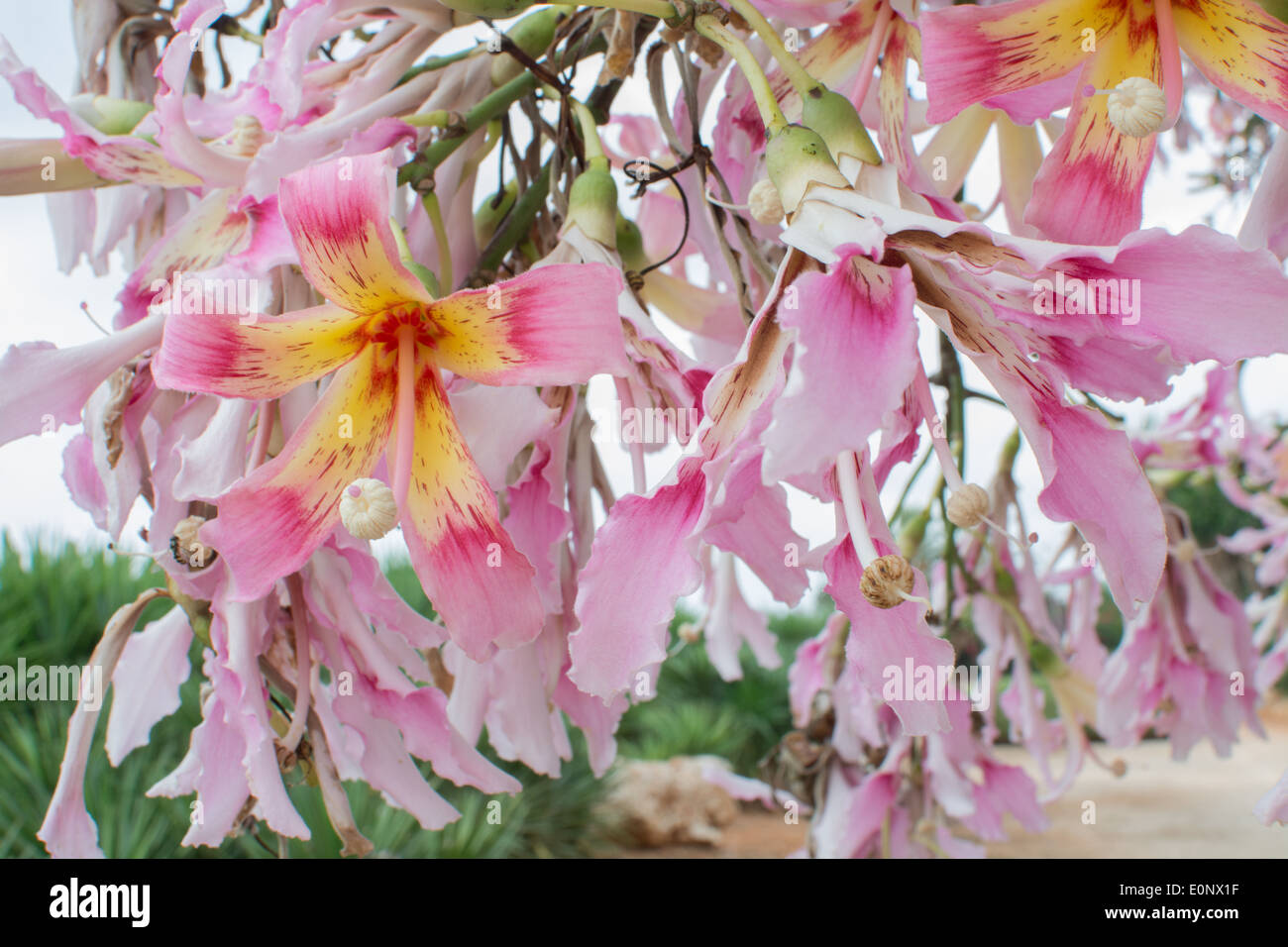 Tropical silk floss flower in yellow and pink (Chorisia speciosa) blossoming in October. Stock Photo