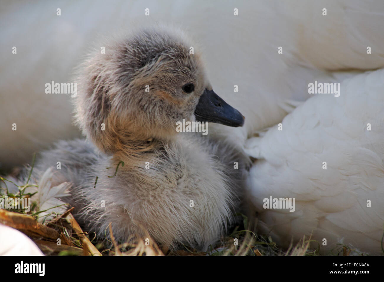 Abbotsbury Swannery, Dorset UK 17 May 2014. Baby swans swan hatch and fluffy cygnets cygnet appear. Abbotsbury Swannery is the world's only colony of nesting mute swans, Cygnus olor. Credit:  Carolyn Jenkins/Alamy Live News Stock Photo