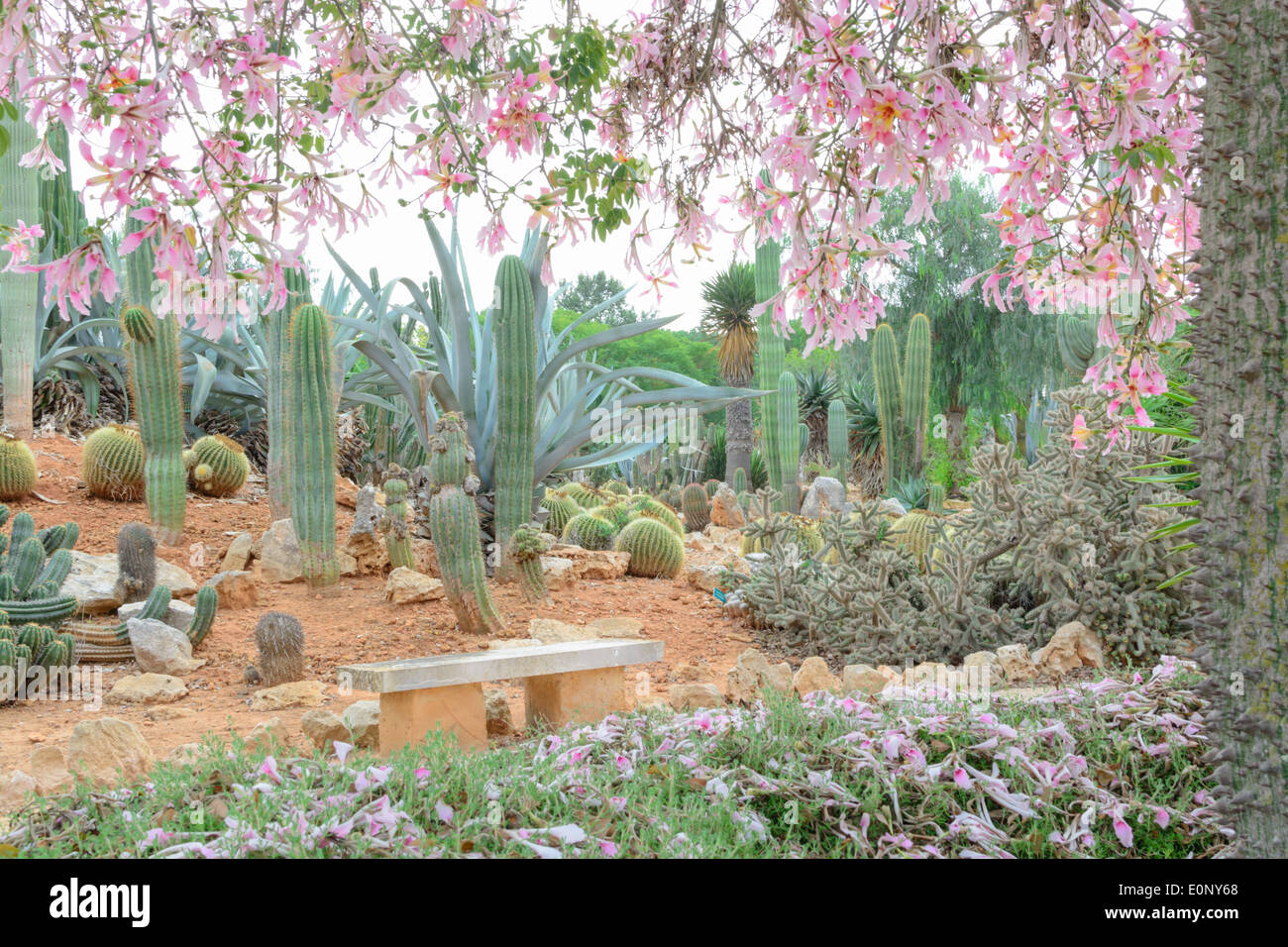 Garden paradise landscape with cacti and Chorisia Speciosa blossoming in abundance in Botanicactus, Mallorca, Balearic islands, Stock Photo
