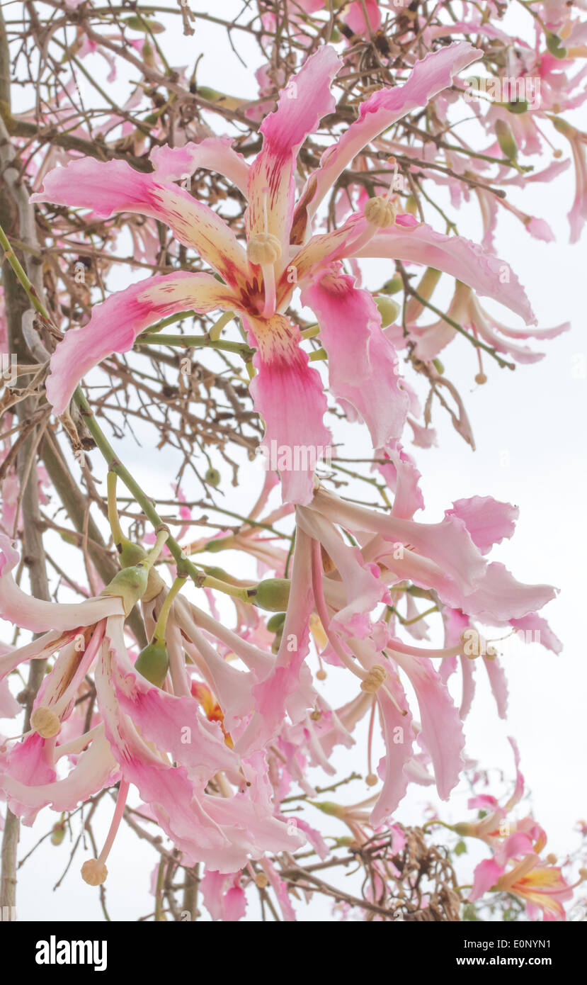 Flowers of Chorisia speciosa, silk floss tree, from South America. Stock Photo