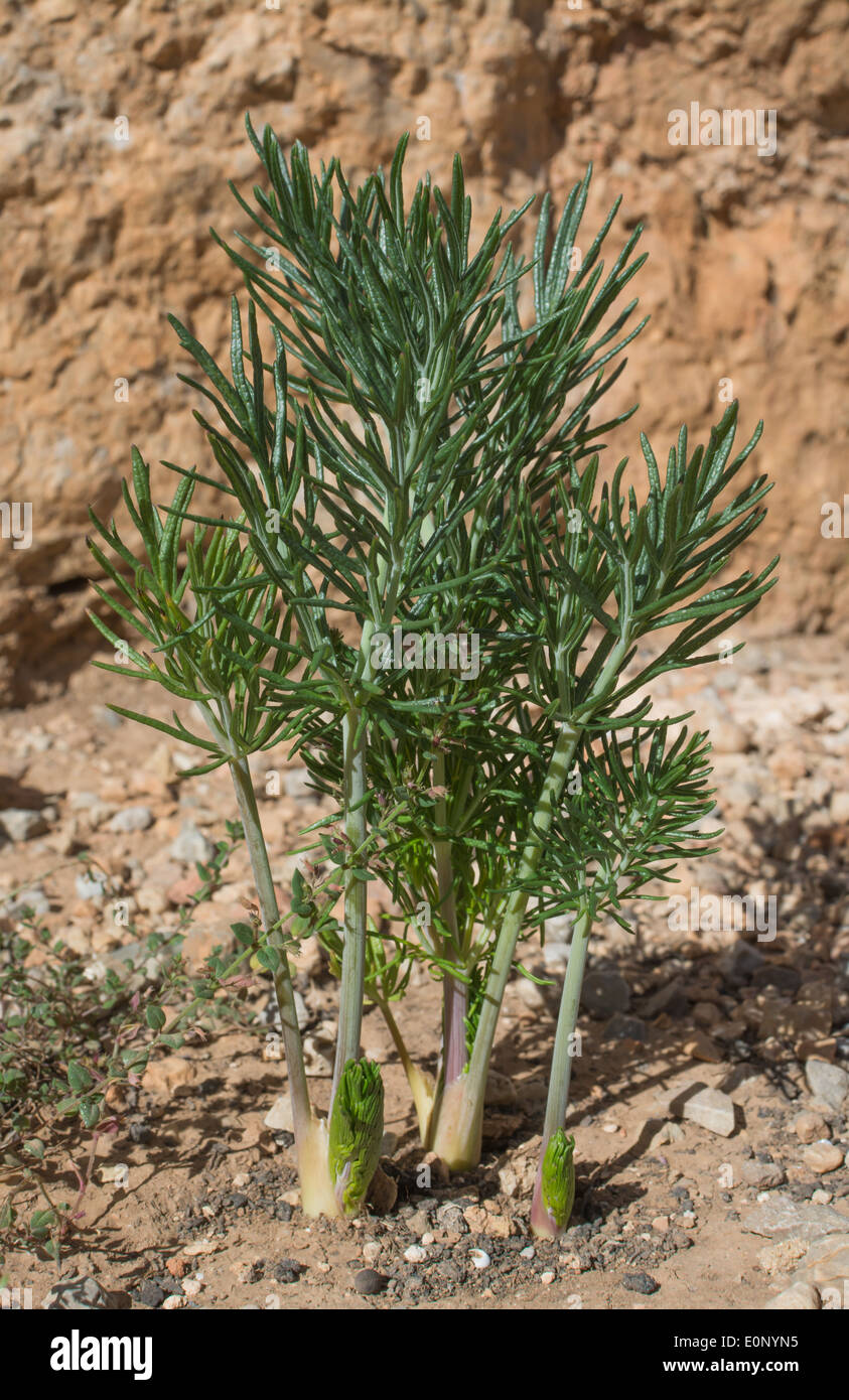 Thapsia garganica plant weed - the 'deadly carrot' in ancient Greek literature. Stock Photo