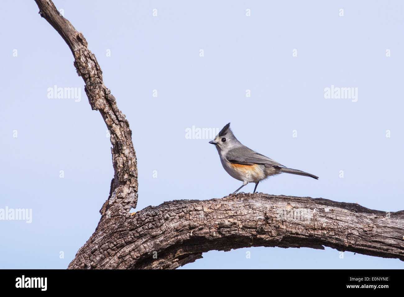 Black-crested Titmouse, Baeolophus atricristatus, on tree branch at Block Creek Natural Area in Central Texas. Stock Photo
