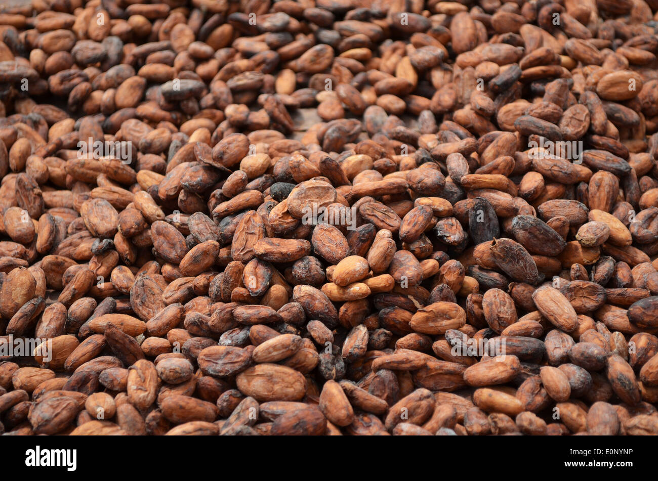 Sun drying cocoa beans hires stock photography and images Alamy