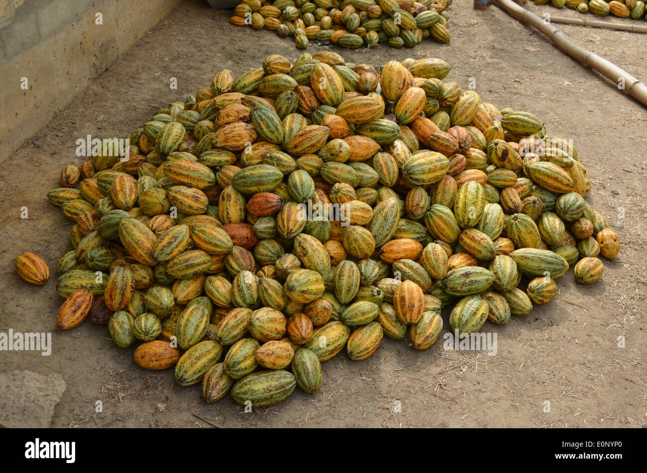 Cocoa pods in Ghana Stock Photo