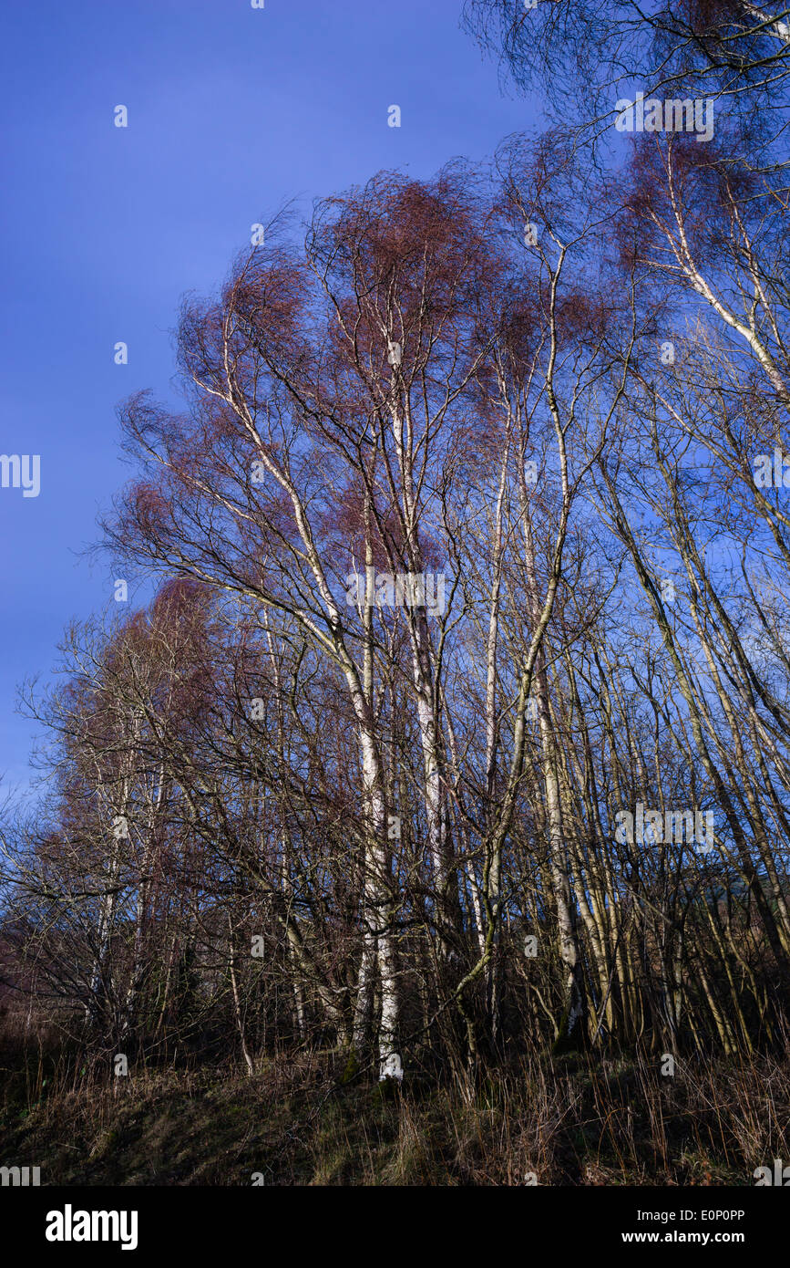 Silver birch trees, Leaderfoot, Scottish Borders Stock Photo Alamy