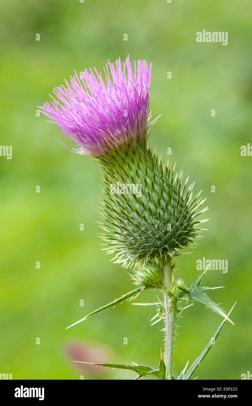 The flower of a pasture thistle (Cirsium pumilum) in bloom. Stock Photo