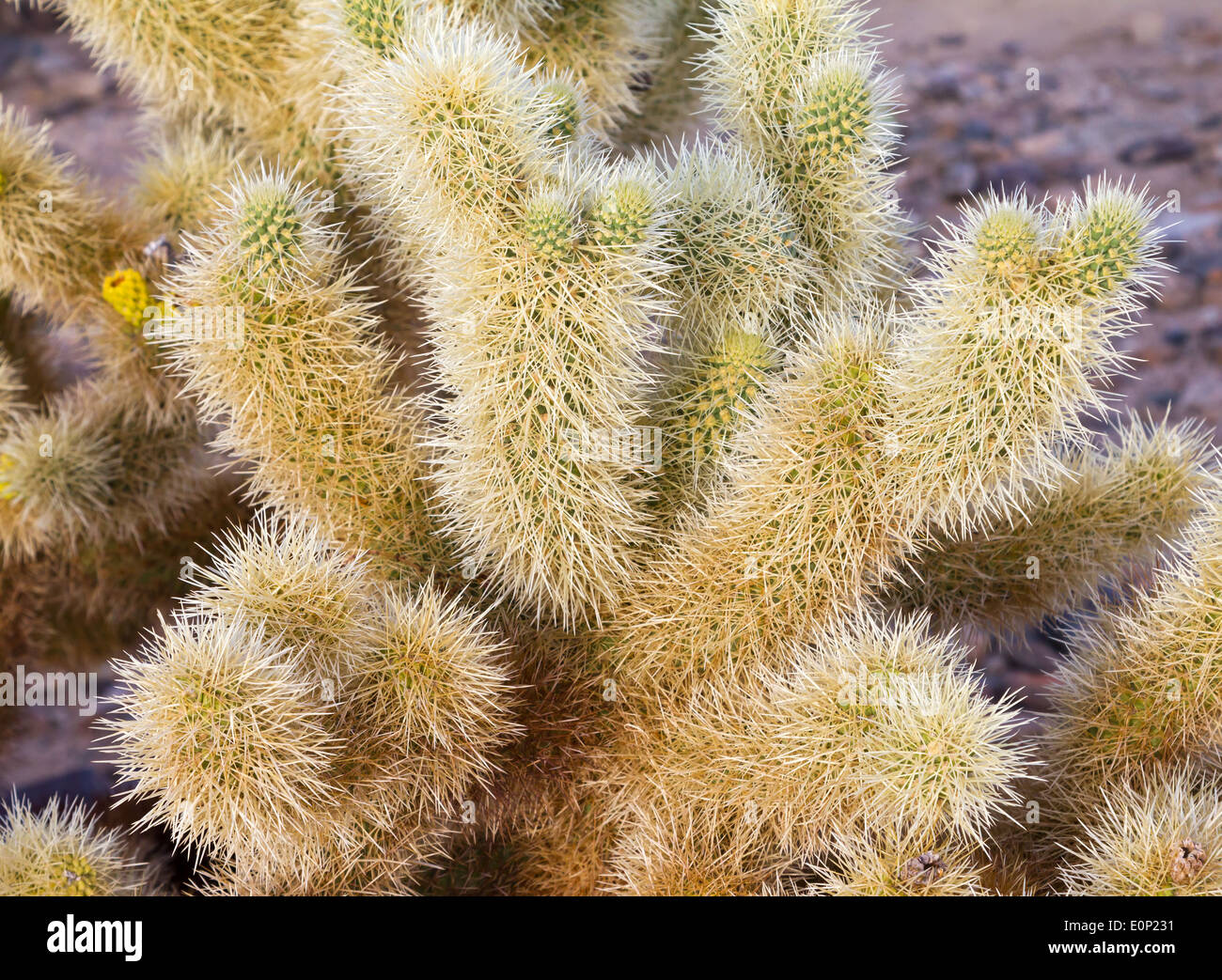 Cactus Needles Stock Photos & Cactus Needles Stock Images Alamy