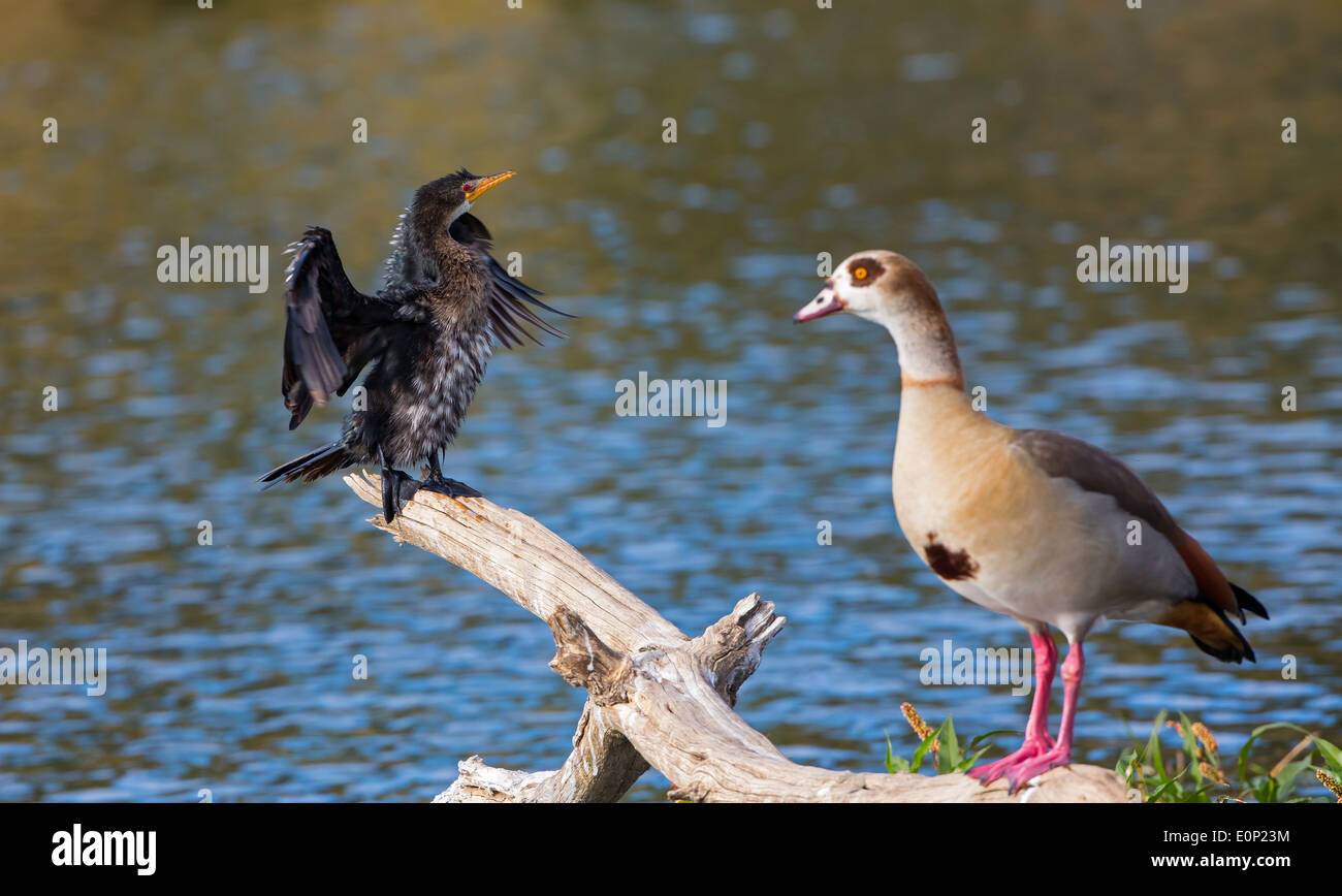 waterbirds confrontations Stock Photo