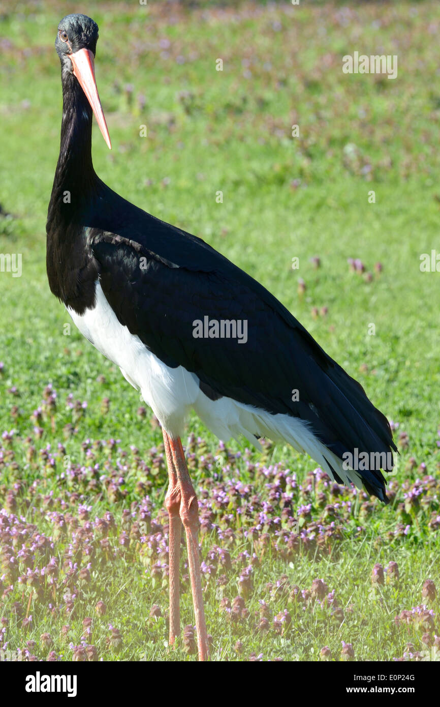 Black Stork (Ciconia nigra) is a large wading bird in the stork family ...