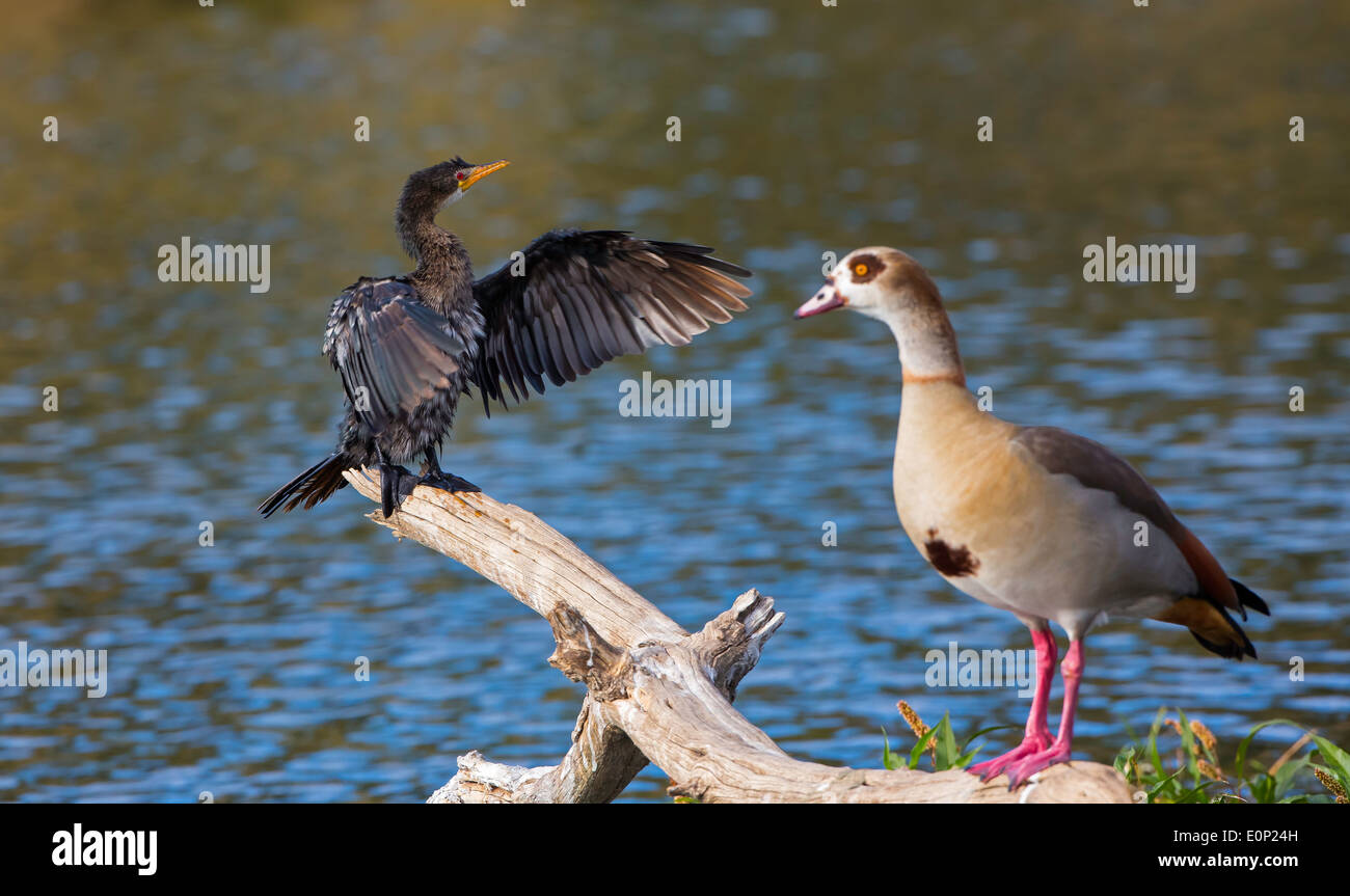 waterbirds confrontation Stock Photo