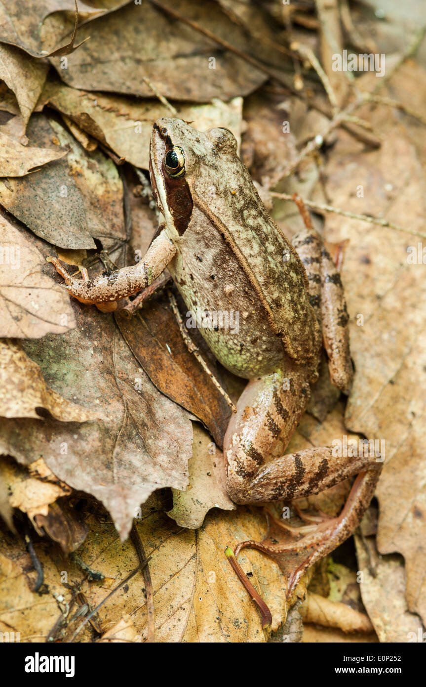 A wood frog (Lithobates sylvaticus) perched upon leaf litter in the
