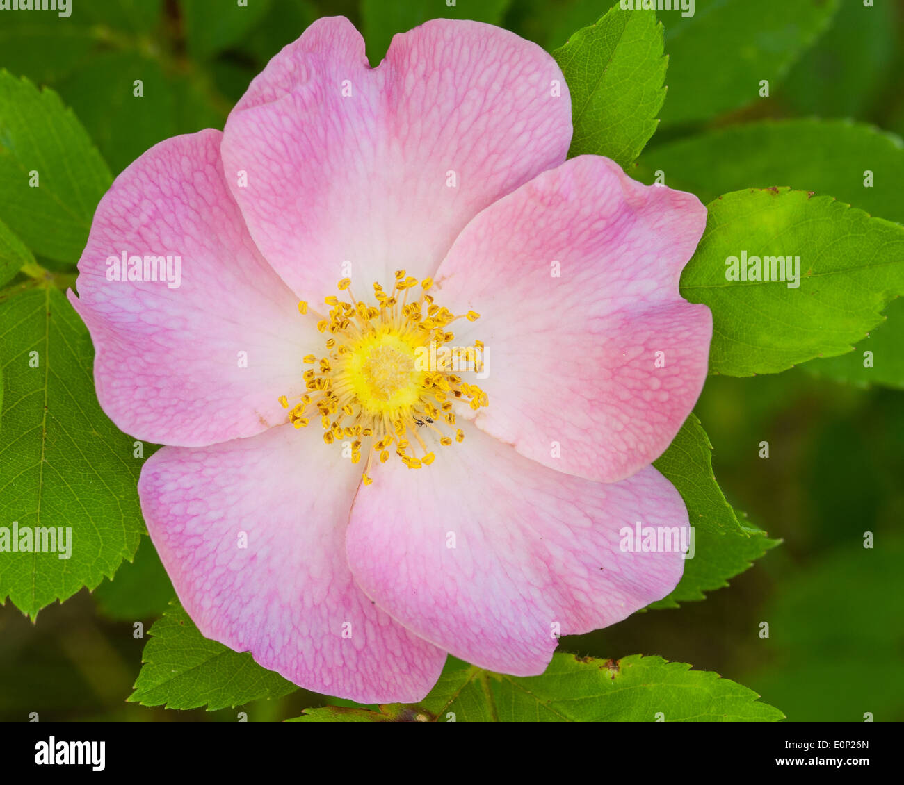The pink and yellow flower of a pasture rose (Rosa carolina) in full bloom. Stock Photo