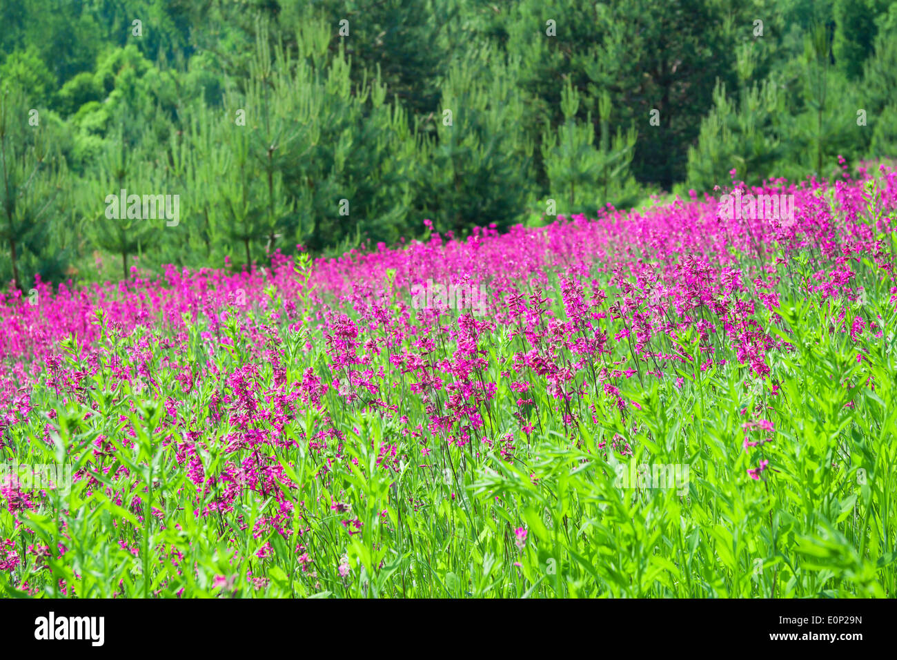beautiful rural summer landscape with the a blossoming meadow Stock ...