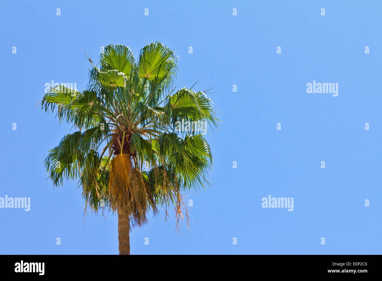 Tall palm tree against a clear blue sky sunshine background with no ...