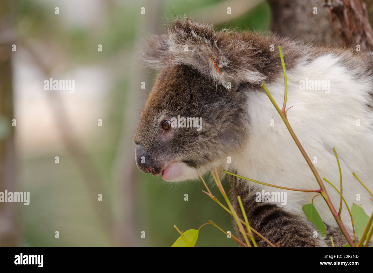 Australia, Western Australia, Perth, Yanchep National Park. Koala