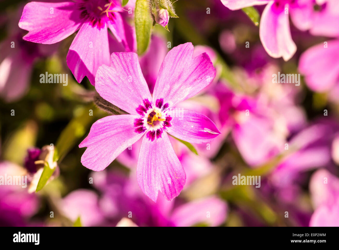 Nice pink Gypsophila under a morning spring sun Stock Photo