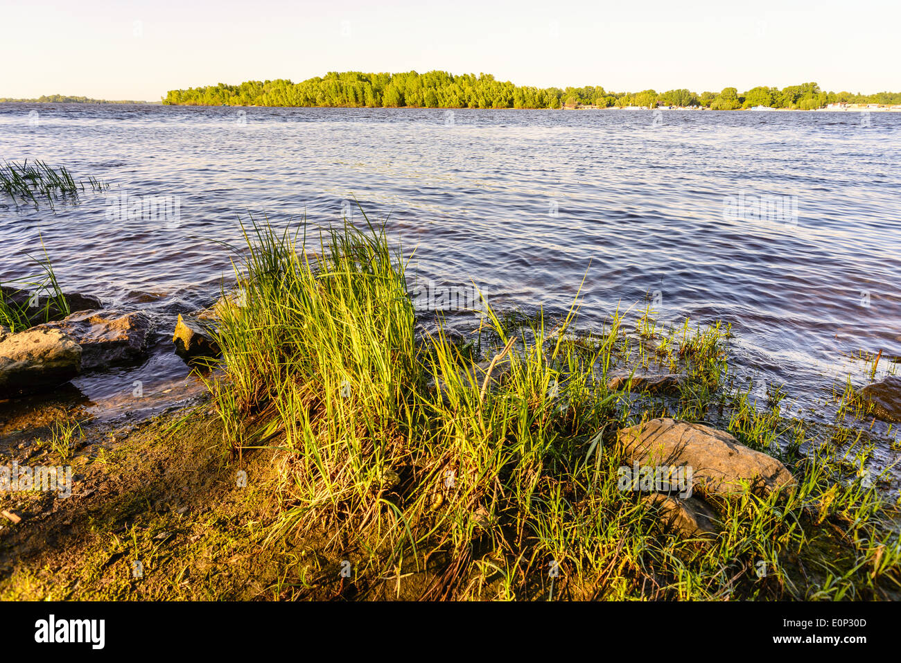 Young green reeds grow in hi-res stock photography and images - Alamy