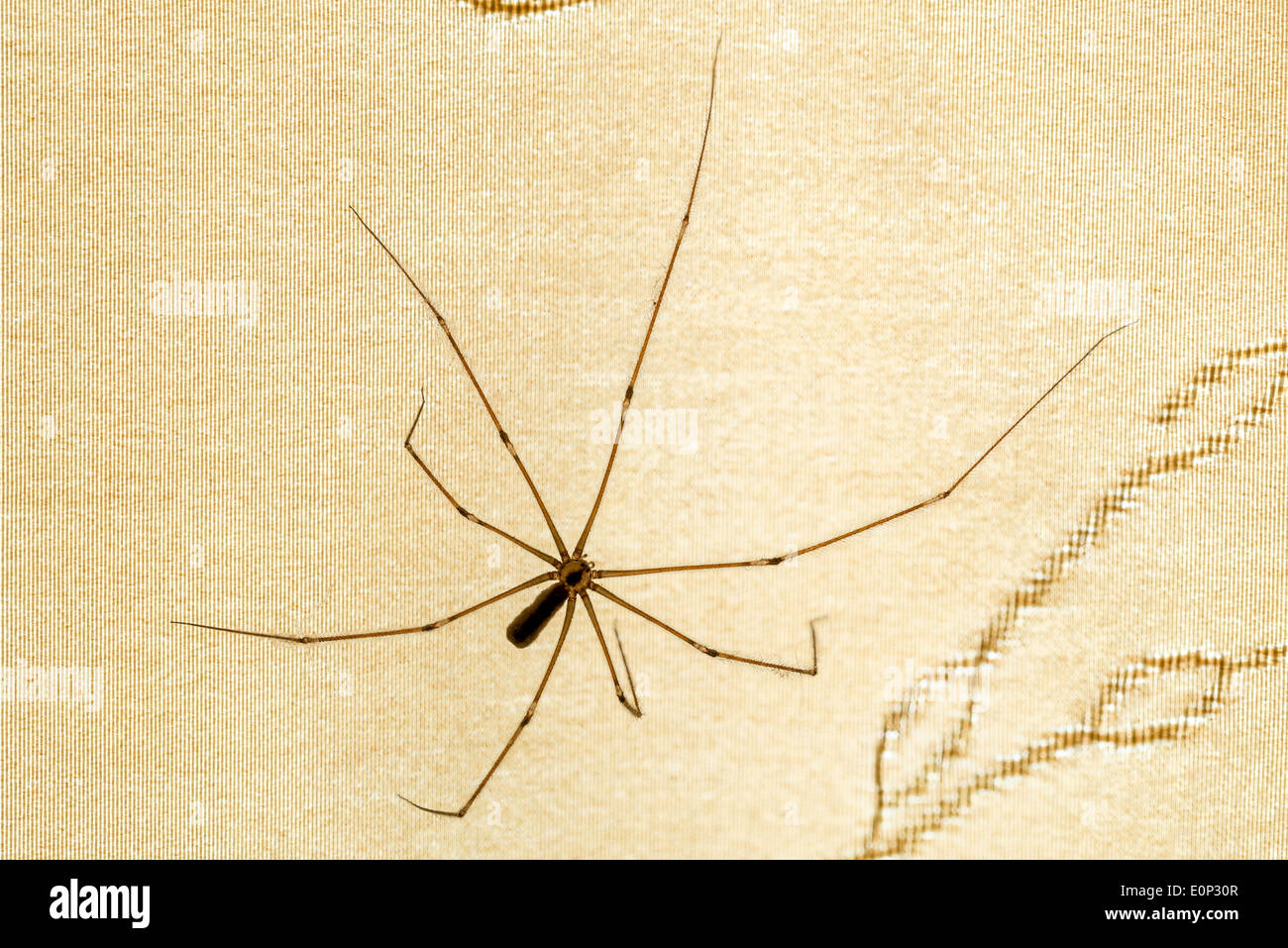 A house spider, pholcus phalangioides, on a curtain Stock Photo