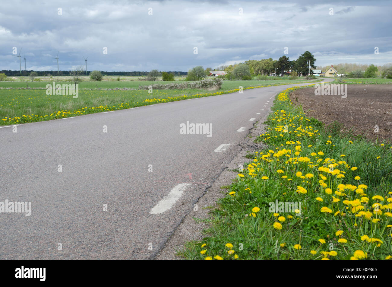 Yellow flowers roadside hires stock photography and images Alamy