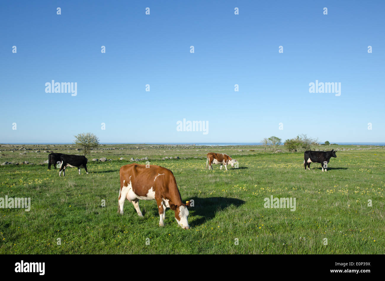 Grazing cattle at a pasture with yellow flowers at spring Stock Photo