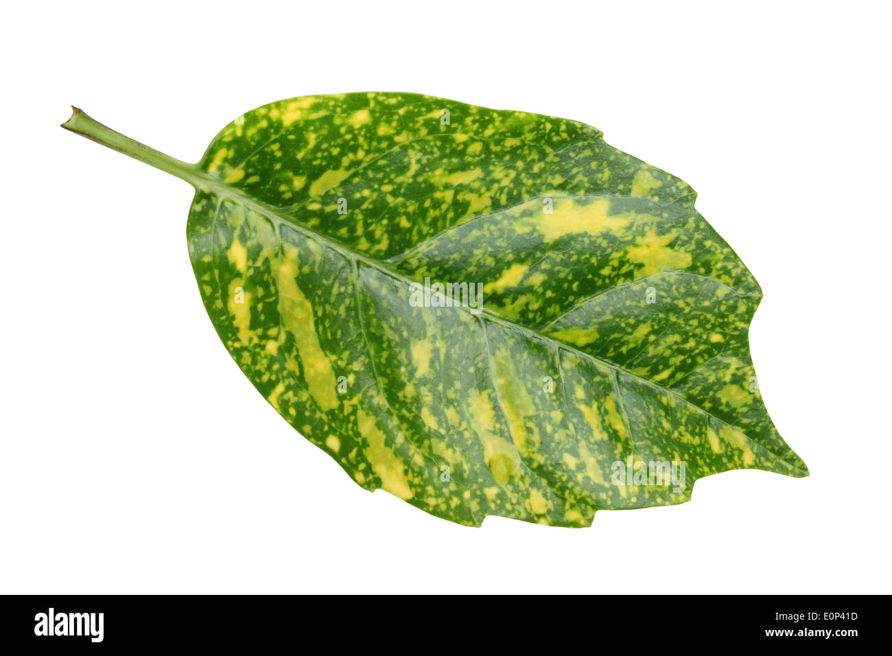 leaf of dracaena isolated on white background Stock Photo