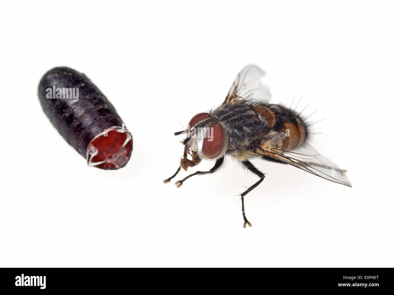 Tachinid fly tachinidae Cut Out Stock Images & Pictures - Alamy
